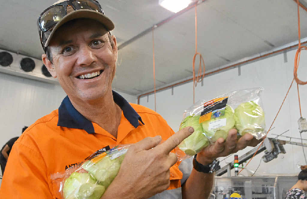 SMILING FACE: Anthony Staatz from Koala farms is proud to be the face of Baby Cos lettuce at Coles. SMILING FACE: Anthony Staatz from Koala farms is proud to be the face of Baby Cos lettuce at Coles.